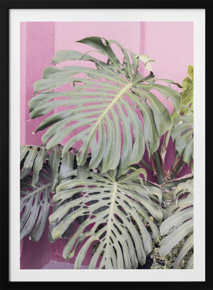 Monstera-Blatt La Muralla | Poster