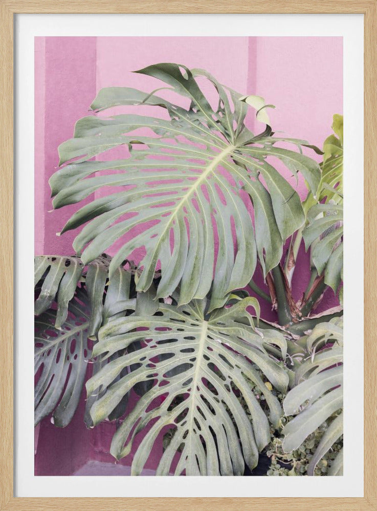 Monstera-Blatt La Muralla | Poster