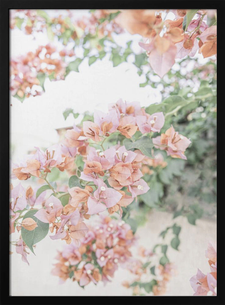 Pfirsich-Bougainvillea | Poster