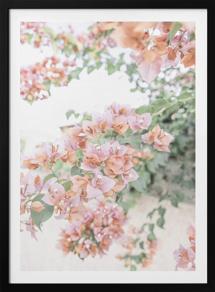 Pfirsich-Bougainvillea | Poster