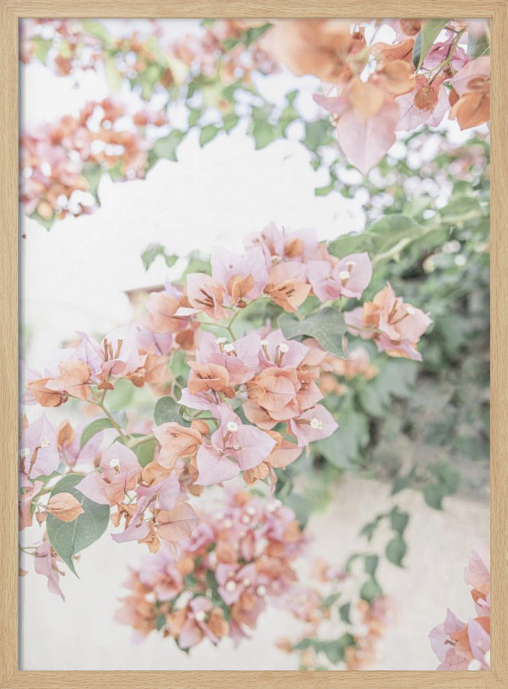 Pfirsich-Bougainvillea | Poster