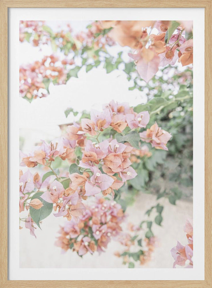 Pfirsich-Bougainvillea | Poster