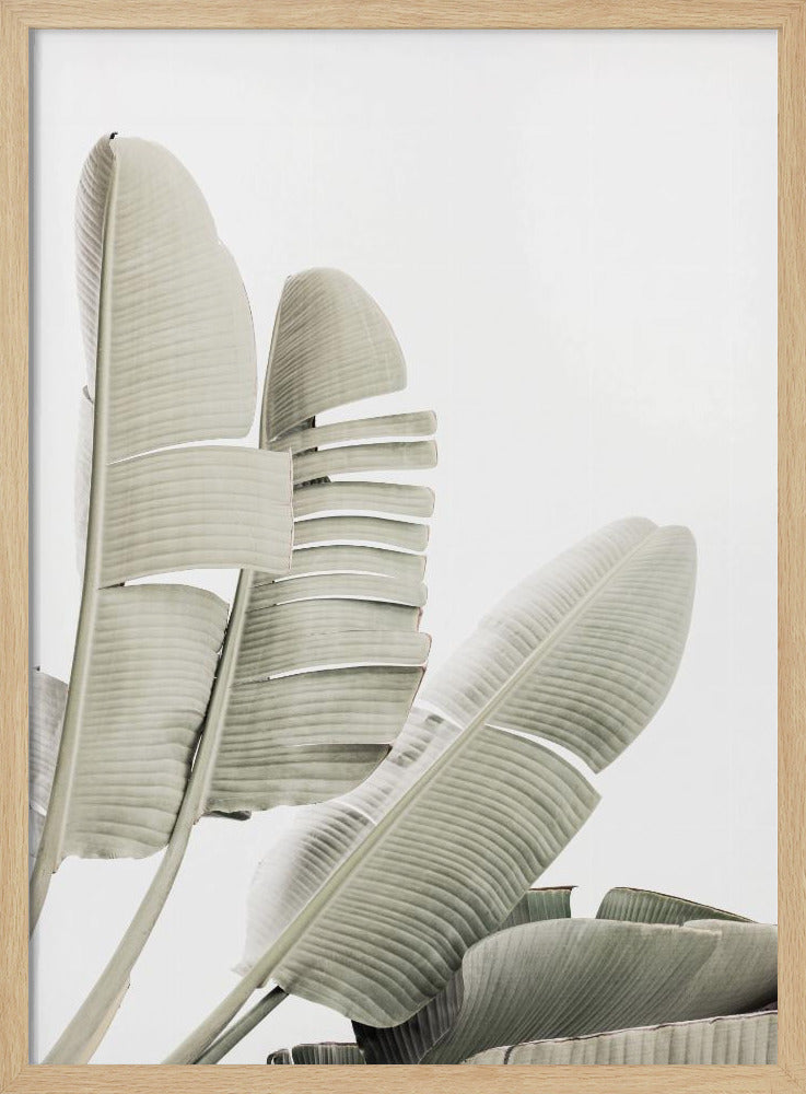 Bananenblatt 2 | Poster