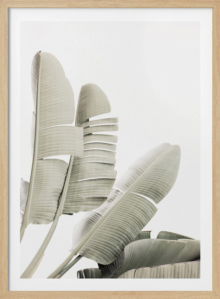 Banana leaf 2 | Poster