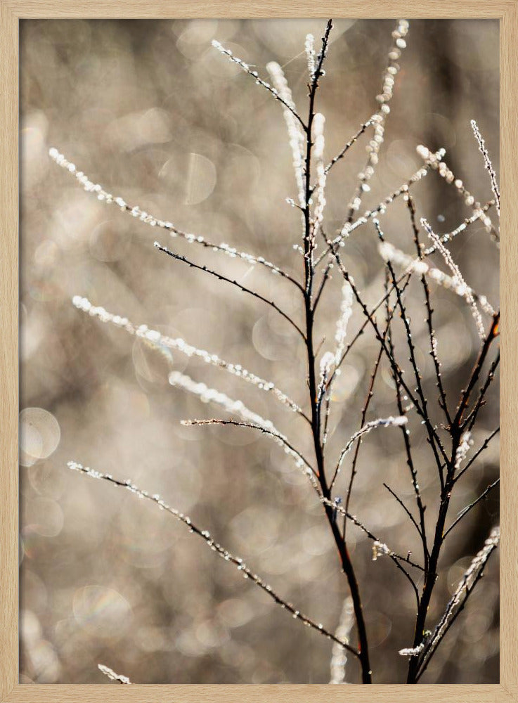 Ein Wintermorgen 5 | Poster