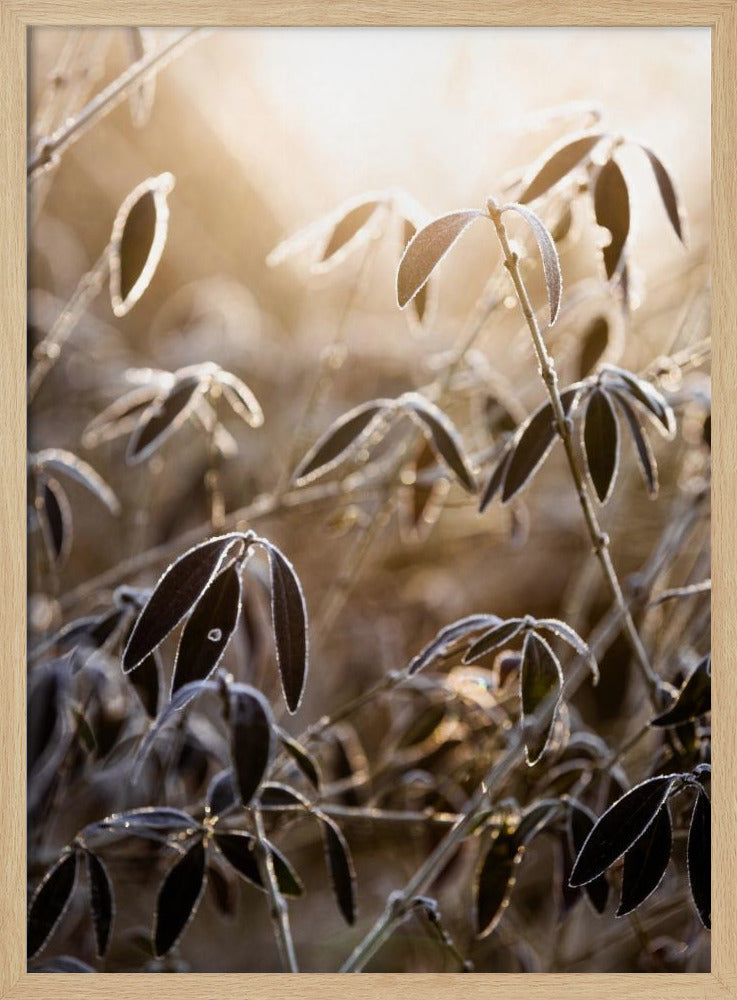 Ein Wintermorgen 6 | Poster