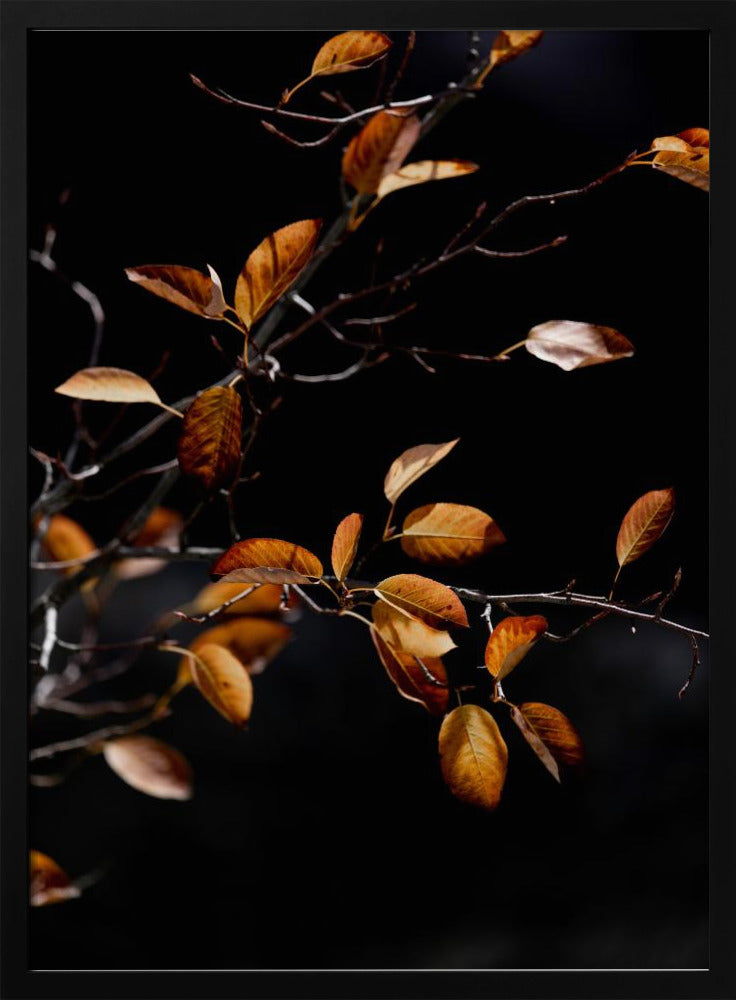 Herbstblätter 15 | Poster