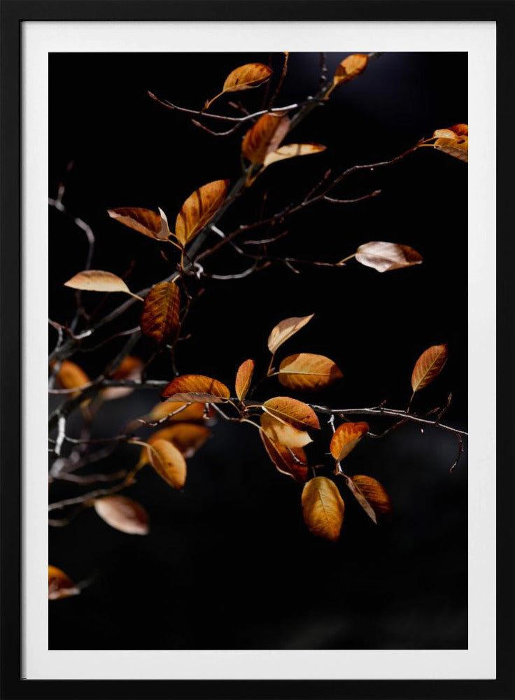 Herbstblätter 15 | Poster