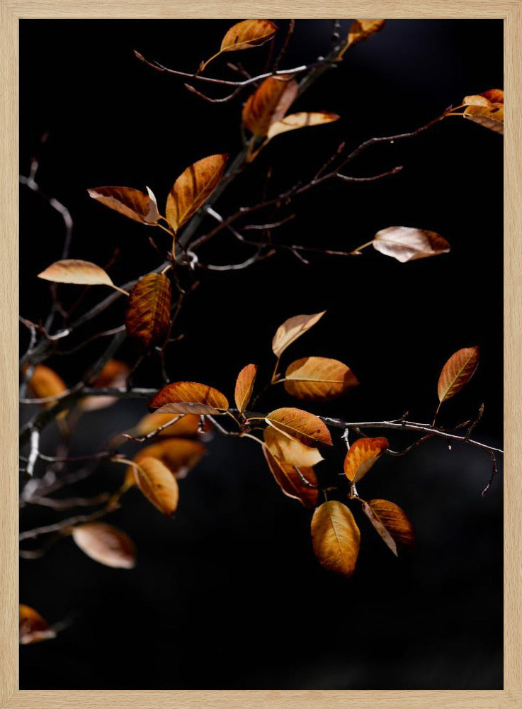 Herbstblätter 15 | Poster
