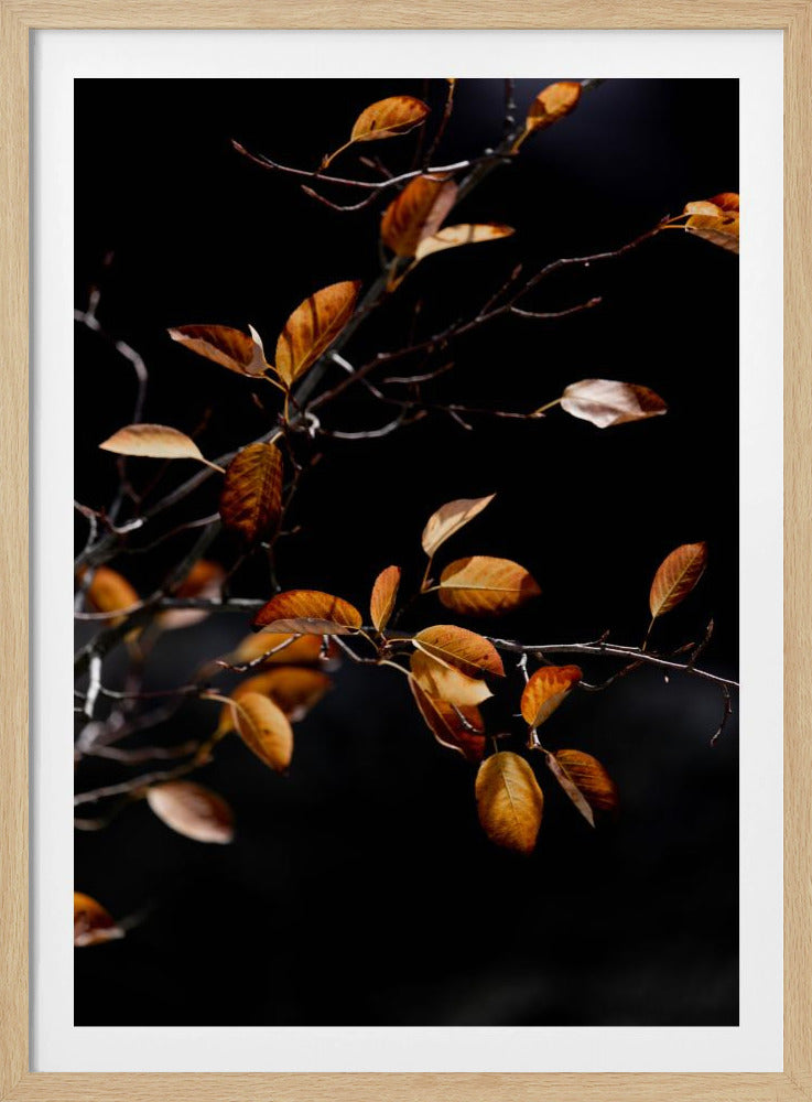 Herbstblätter 15 | Poster