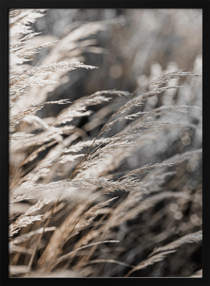 Gras 28 | Poster