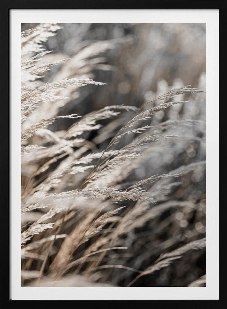 Gras 28 | Poster