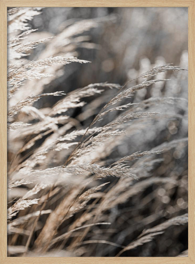 Gras 28 | Poster