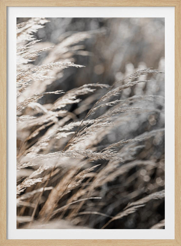 Gras 28 | Poster