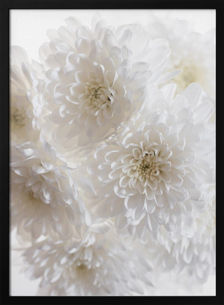 Weiße Blumen 1 | Poster