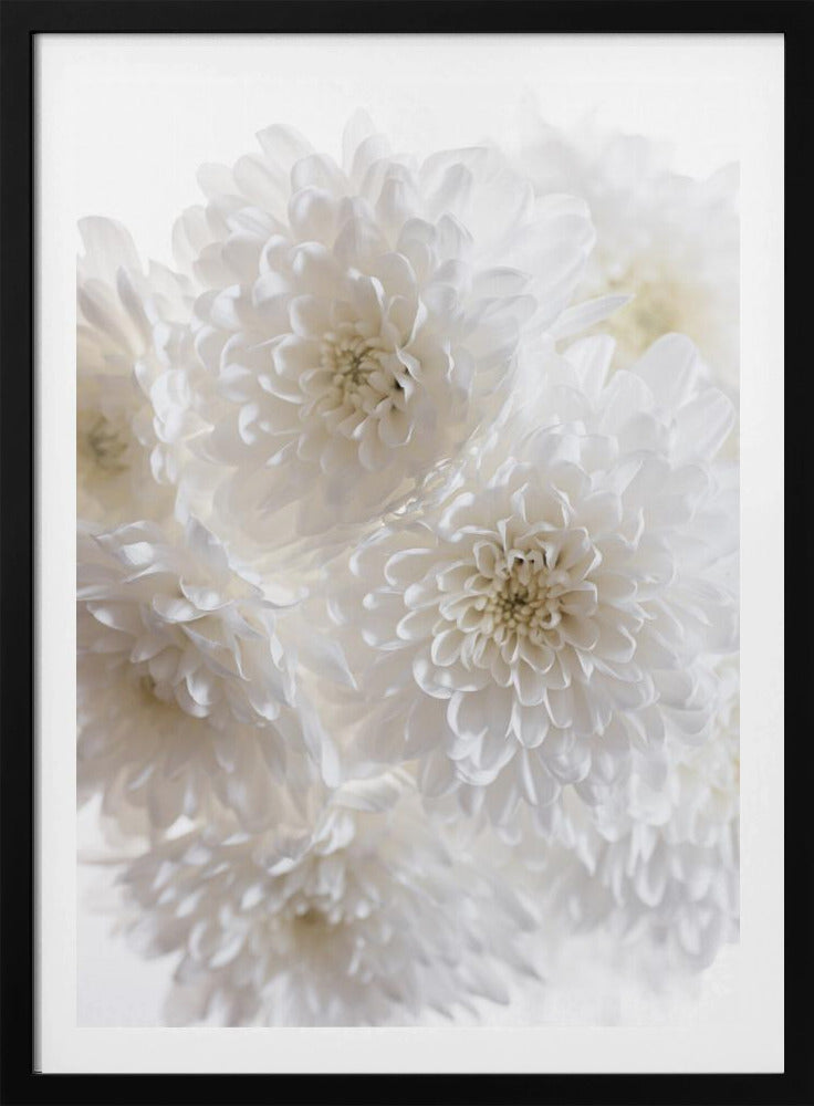 Weiße Blumen 1 | Poster
