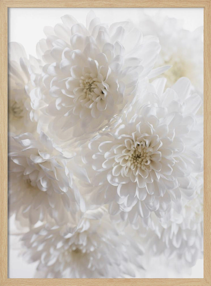 Weiße Blumen 1 | Poster