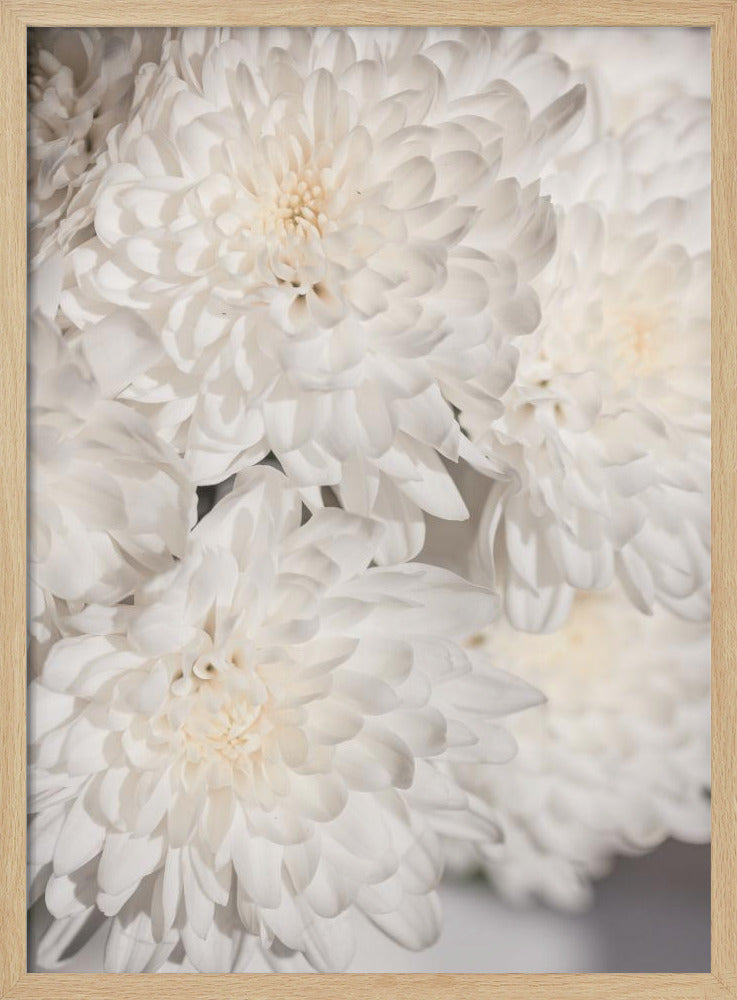 Weiße Blumen 2 | Poster