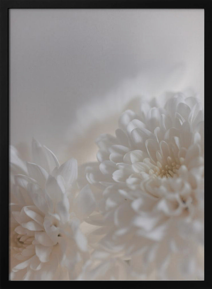Weiße Blumen 3 | Poster