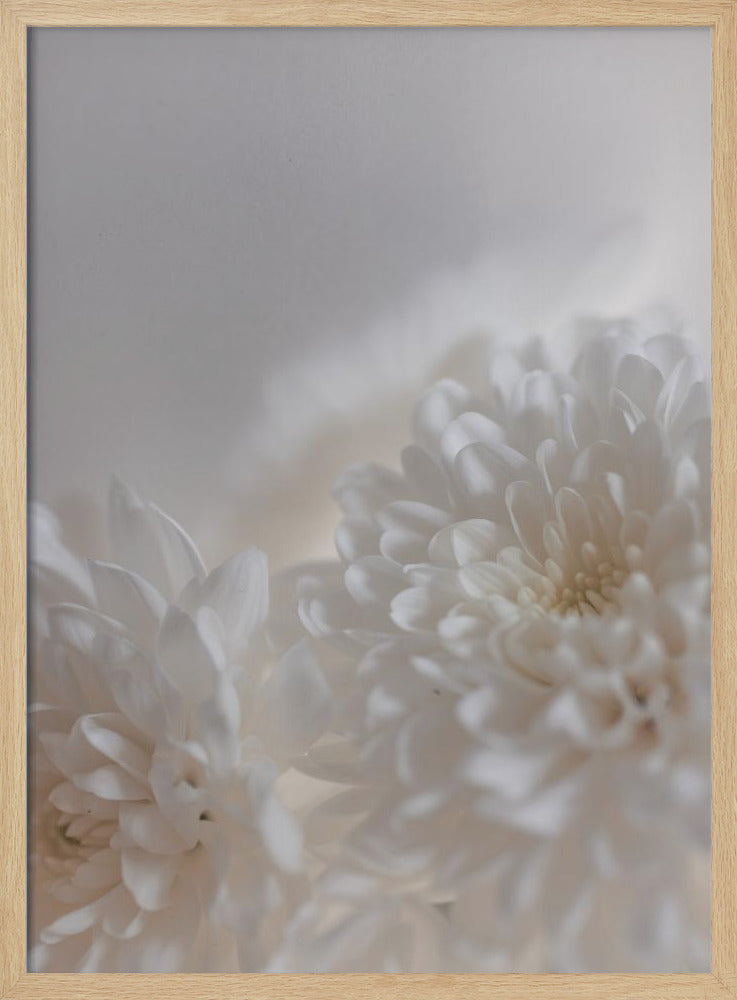 Weiße Blumen 3 | Poster