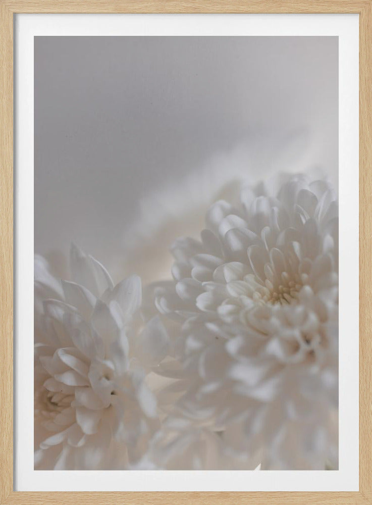 Weiße Blumen 3 | Poster
