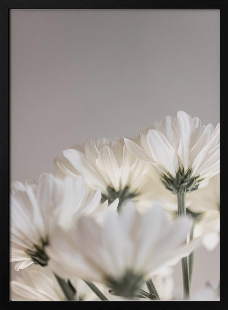 Weiße Blumen 4 | Poster