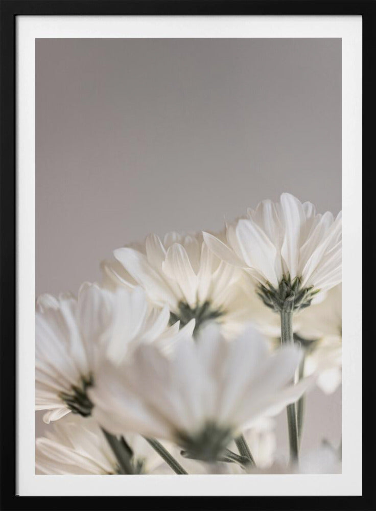Weiße Blumen 4 | Poster
