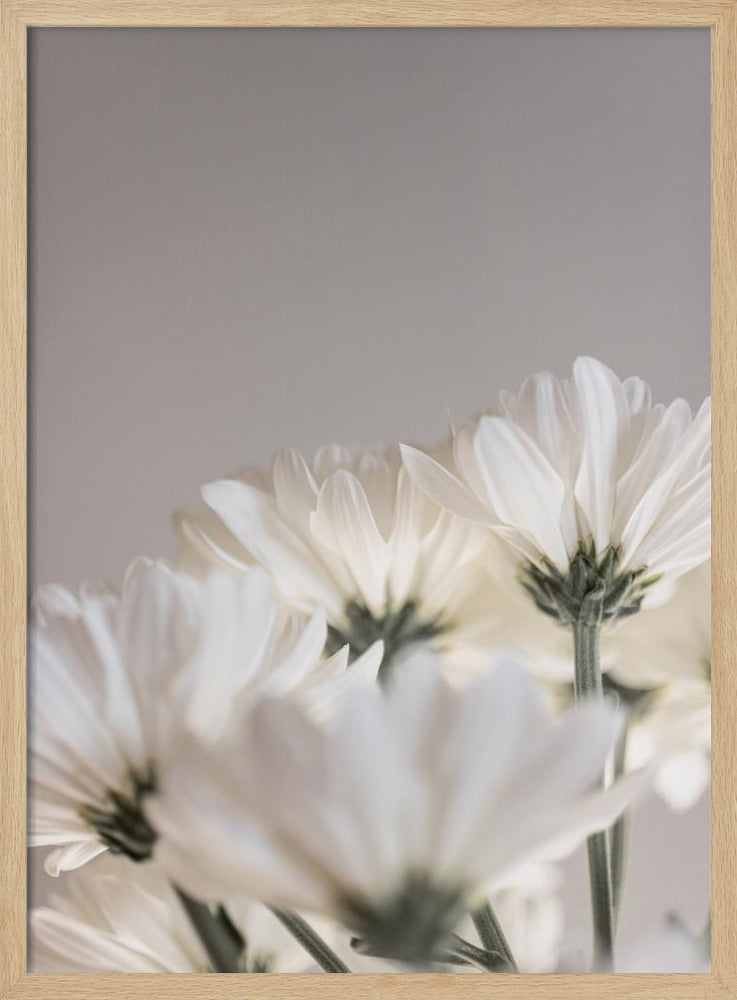 Weiße Blumen 4 | Poster