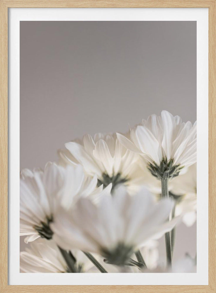 Weiße Blumen 4 | Poster
