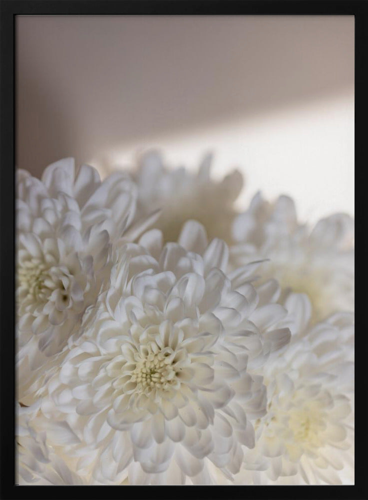 Weiße Blumen 6 | Poster