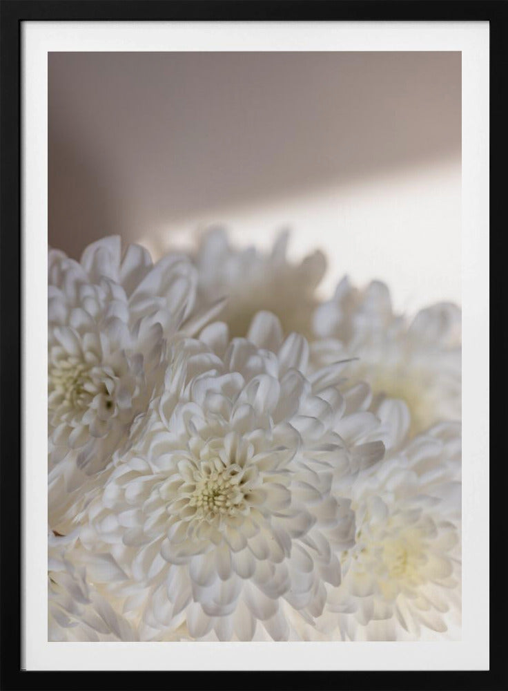 Weiße Blumen 6 | Poster