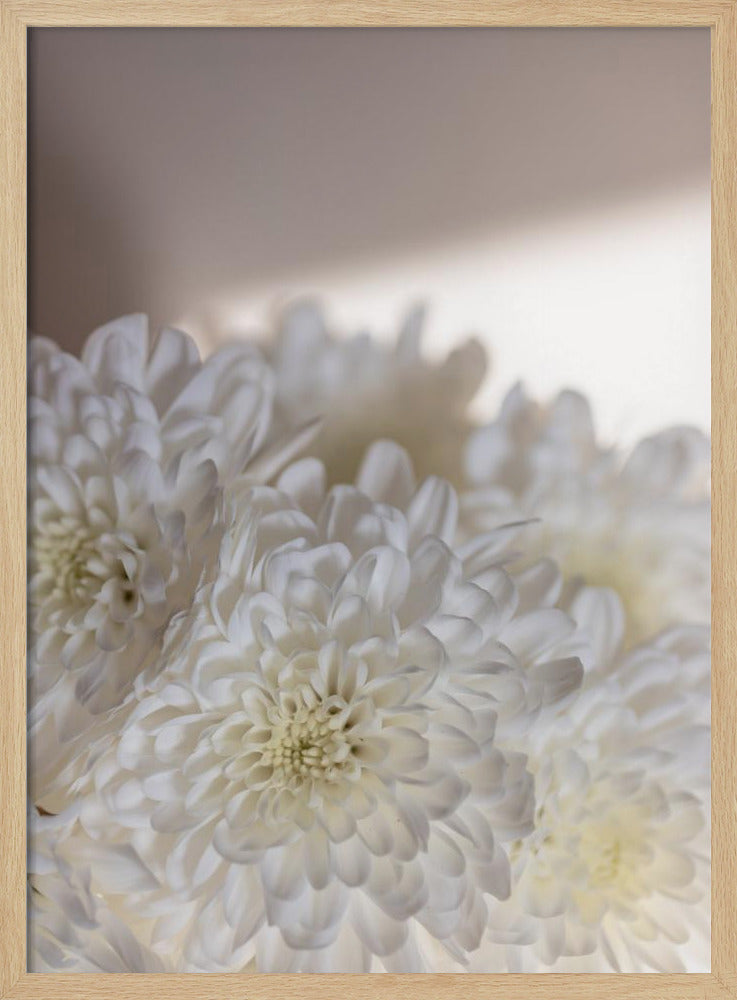 Weiße Blumen 6 | Poster