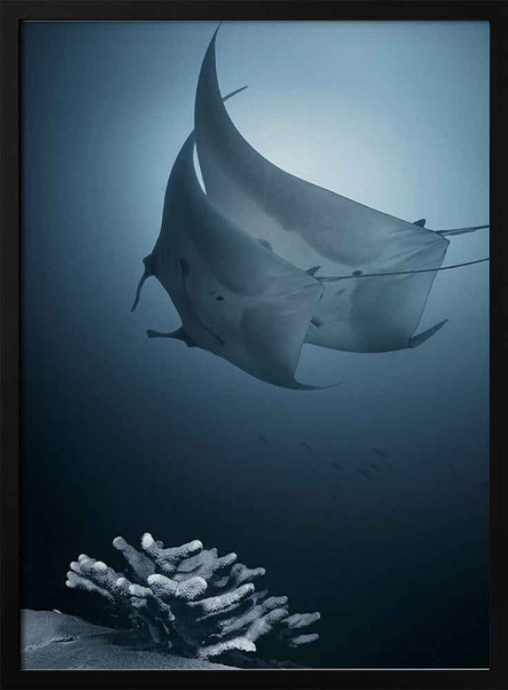 Sonate | Poster