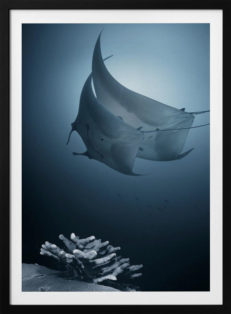 Sonate | Poster