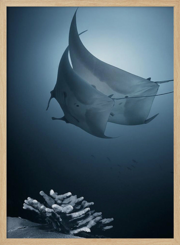 Sonate | Poster