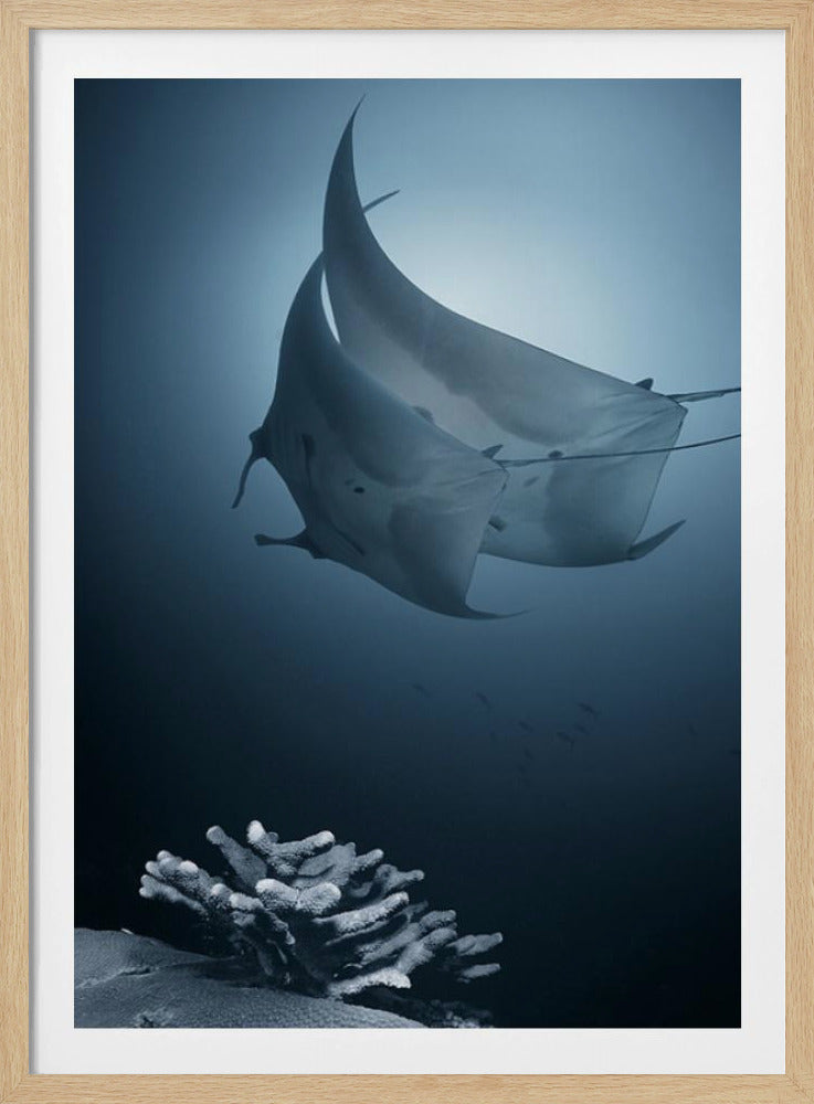 Sonate | Poster