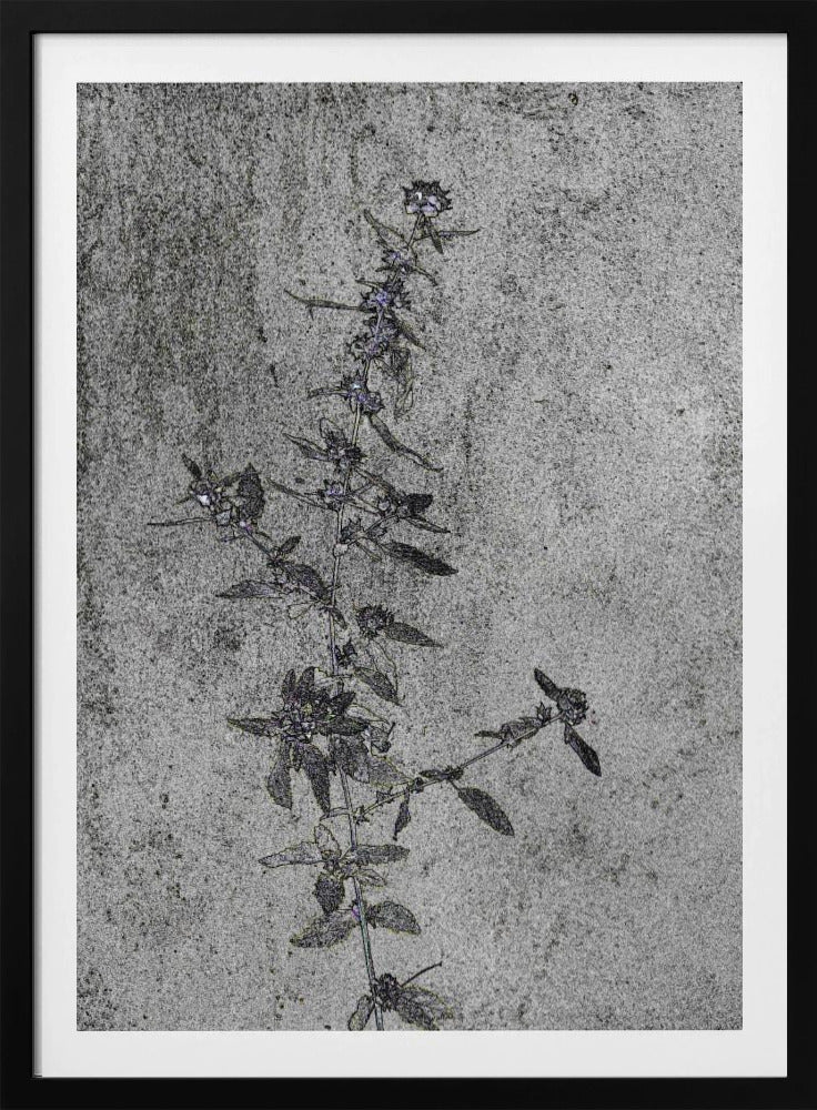 Betonblüten | Poster