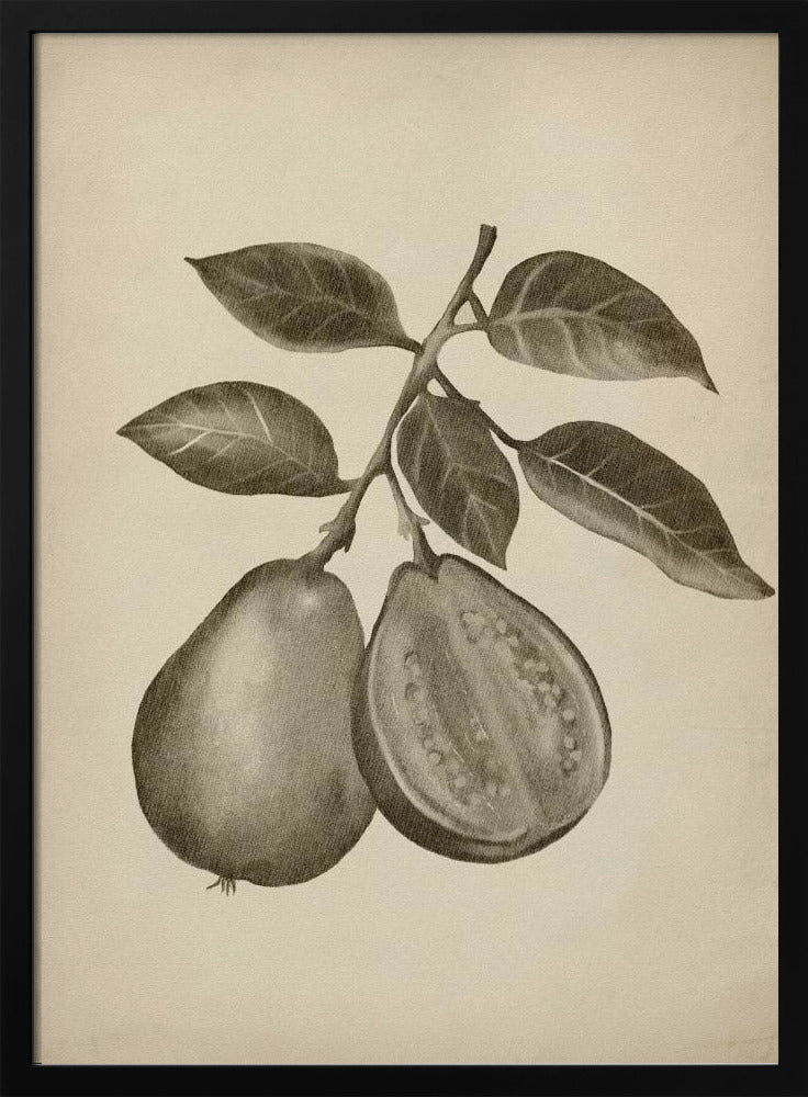 Vintage-Obst | Poster