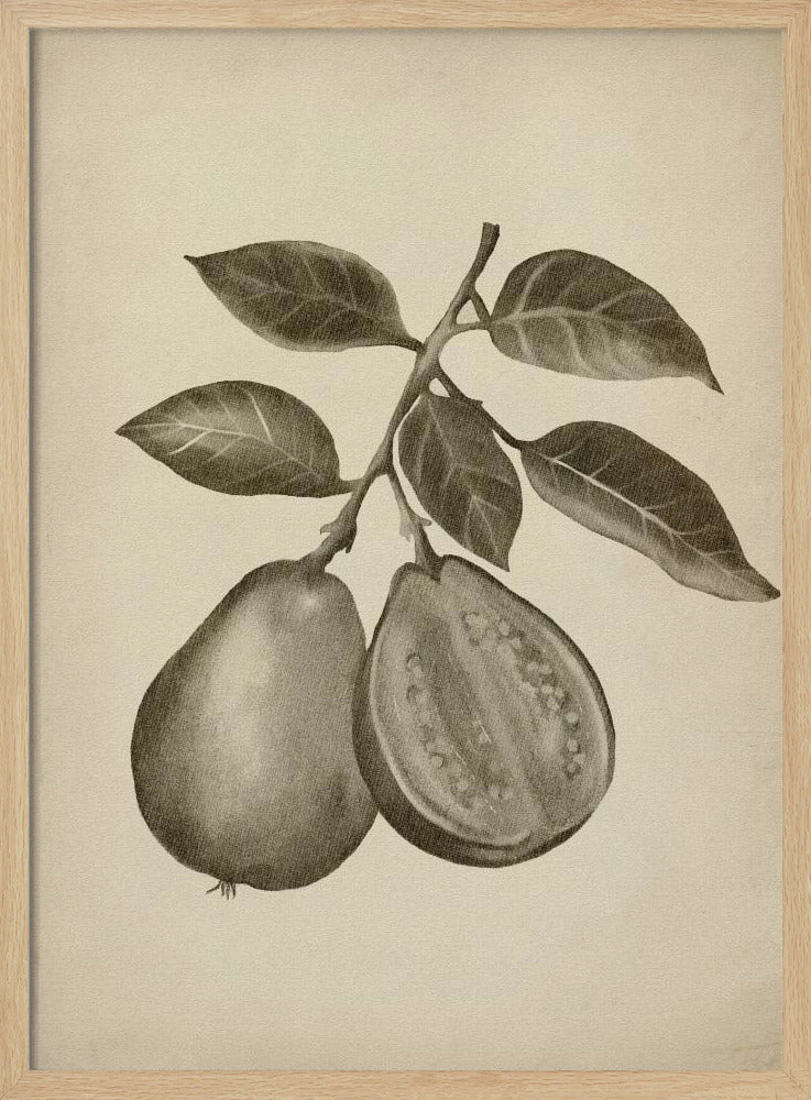 Vintage-Obst | Poster