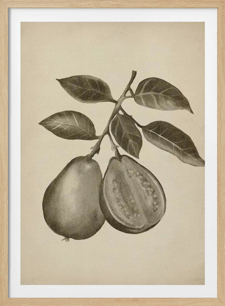 Vintage-Obst | Poster