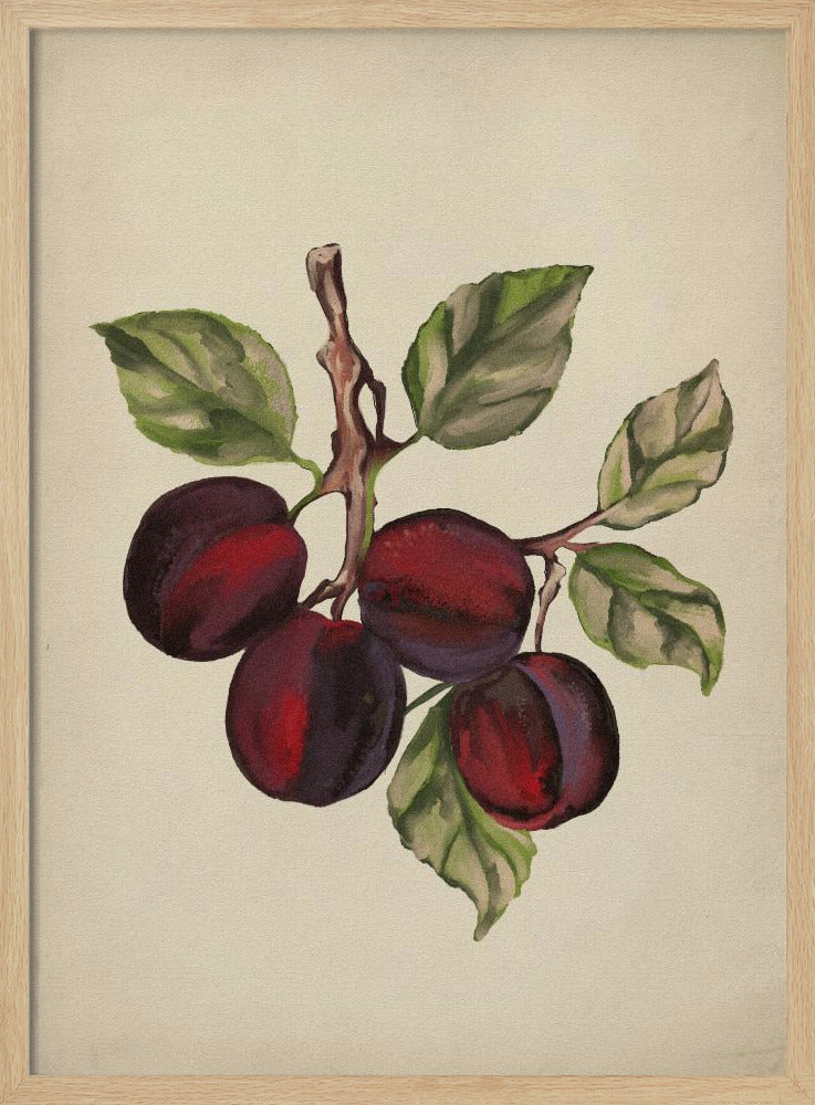 Vintage-Obstsammlung | Poster