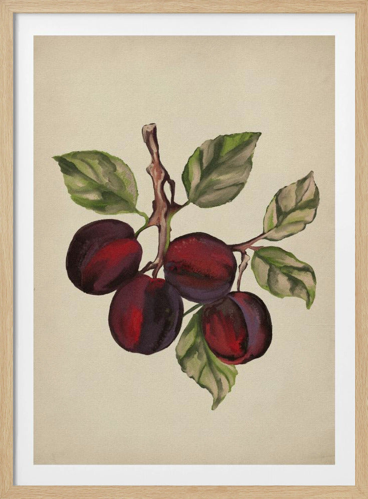 Vintage-Obstsammlung | Poster