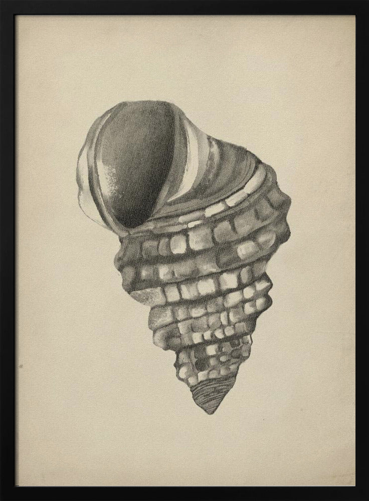 Muscheln | Poster