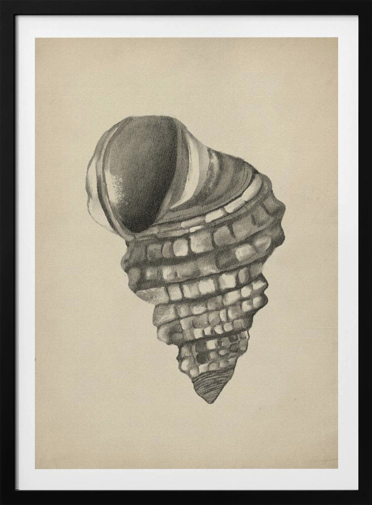 Muscheln | Poster