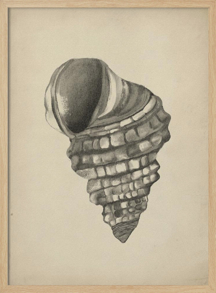 Muscheln | Poster