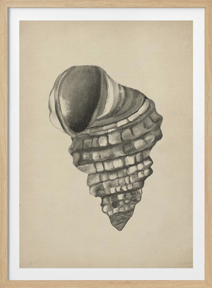 Muscheln | Poster