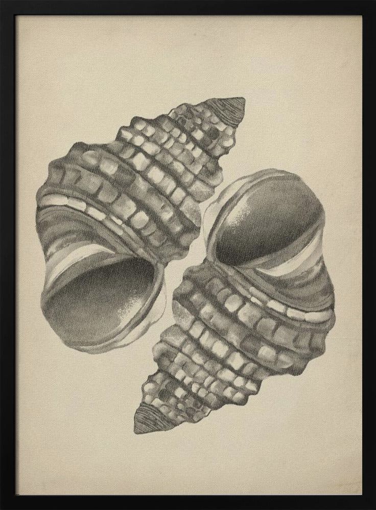 Muscheln | Poster