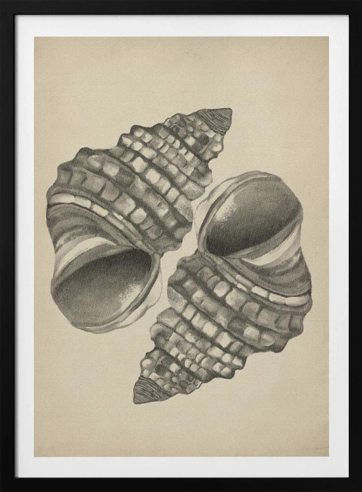 Muscheln | Poster