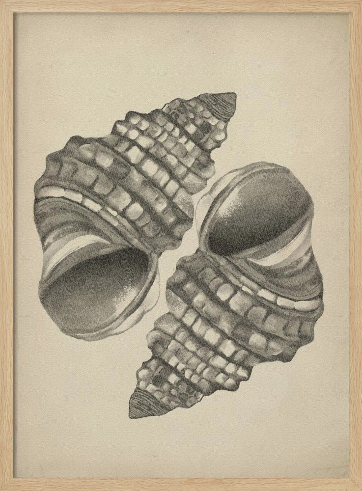 Muscheln | Poster