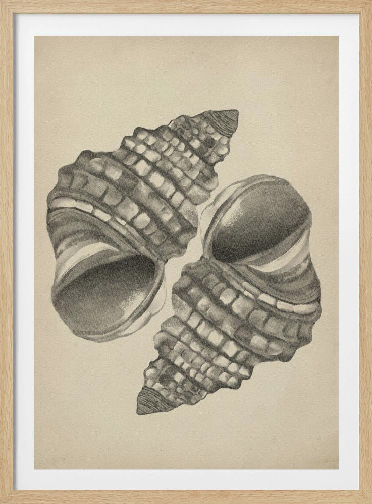 Muscheln | Poster